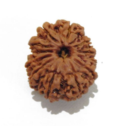 Twelve Mukhi Rudraksha
