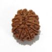 Twelve Mukhi Rudraksha