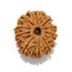 Twelve Mukhi Rudraksha