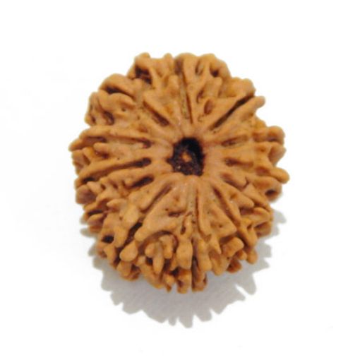 Twelve Mukhi Rudraksha