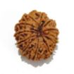 Twelve Mukhi Rudraksha