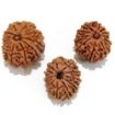 Twelve Mukhi Rudraksha Lot