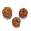 Twelve Mukhi Rudraksha Lot