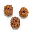 Twelve Mukhi Rudraksha Lot