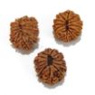 Twelve Mukhi Rudraksha Lot