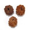 Twelve Mukhi Rudraksha Lot