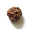 3 Mukhi Nepali Rudraksha