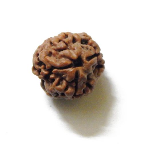 3 Mukhi Nepali Rudraksha