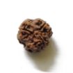3 Mukhi Nepali Rudraksha