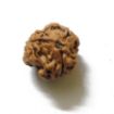 3 Mukhi Nepali Rudraksha