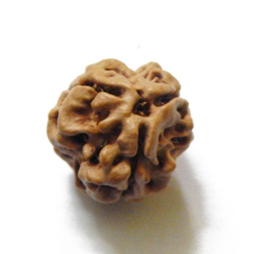 3 Mukhi Nepali Rudraksha