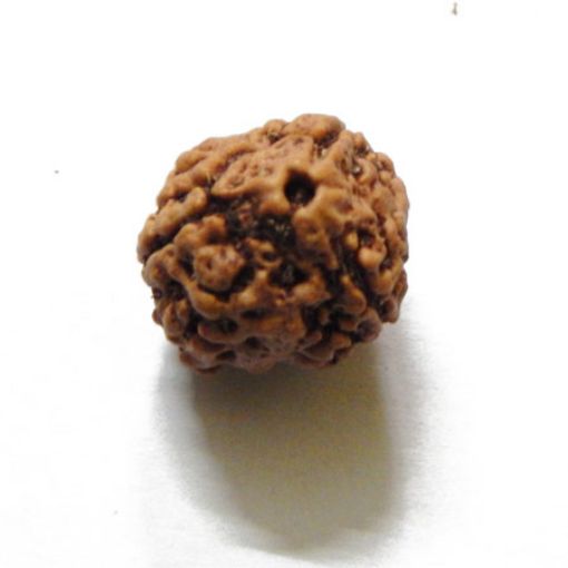 3 Mukhi Nepali Rudraksha
