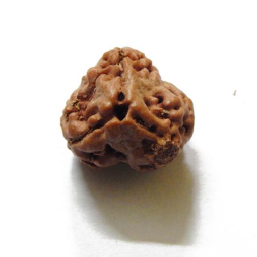 3 Mukhi Nepali Rudraksha