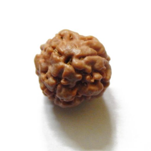 3 Mukhi Nepali Rudraksha