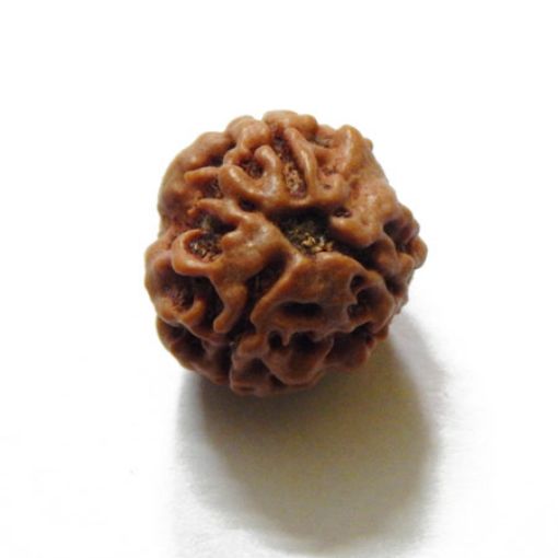 3 Mukhi Nepali Rudraksha