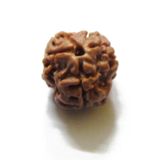 3 Mukhi Nepali Rudraksha