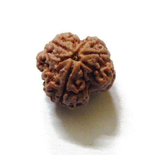 3 Mukhi Nepali Rudraksha