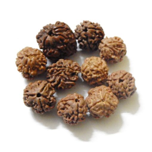 Three Face Napali Rudraksha Lot