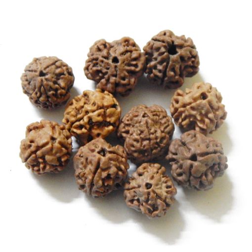 3 Mukhi Nepali Rudraksha Lot