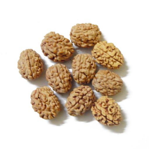 3 Mukhi Himalayan Rudraksha Lot