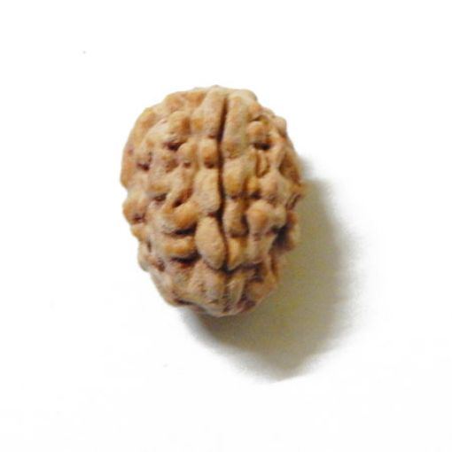 3 Mukhi Himalayan Rudraksha