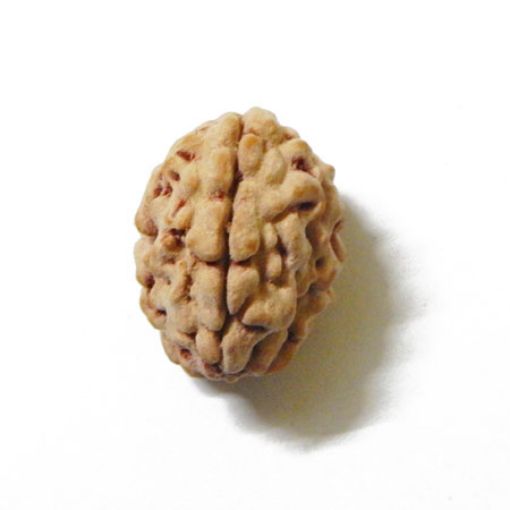 3 Mukhi Himalayan Rudraksha