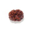 Two Mukhi Nepali Rudraksha