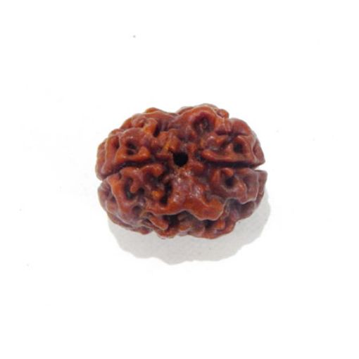Two Mukhi Nepali Rudraksha