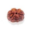 Two Mukhi Nepali Rudraksha