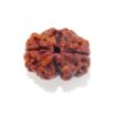 Two Mukhi Nepali Rudraksha