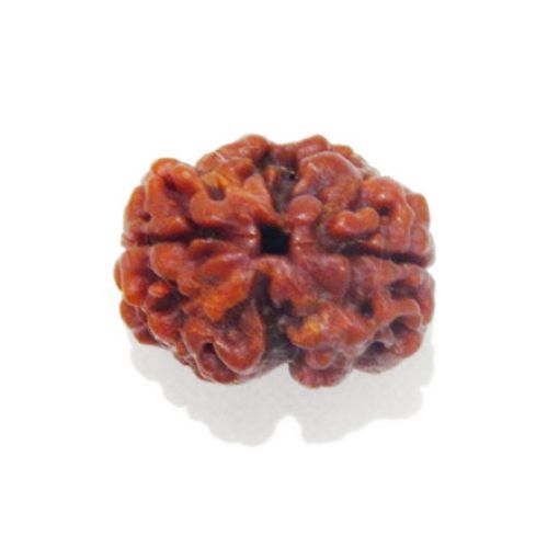 Two Mukhi Nepali Rudraksha