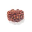 Two Mukhi Nepali Rudraksha