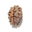 Two Mukhi Himalayan Rudraksha