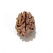 Two Mukhi Himalayan Rudraksha