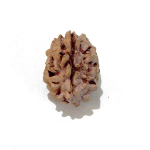 Two Mukhi Himalayan Rudraksha