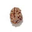 Two Mukhi Himalayan Rudraksha