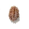 Two Mukhi Himalayan Rudraksha