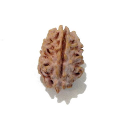 Two Mukhi Himalayan Rudraksha