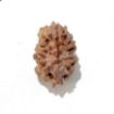 Two Mukhi Himalayan Rudraksha