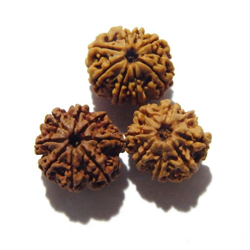 Eight Mukhi Rudraksha Lot