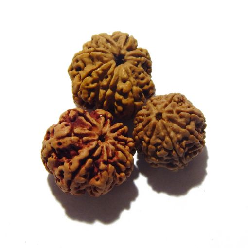 Eight Mukhi Rudraksha Lot