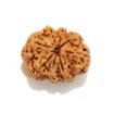 8 mukhi Nepali Rudraksha