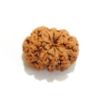 8 mukhi Nepali Rudraksha
