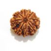 8 mukhi Nepali Rudraksha