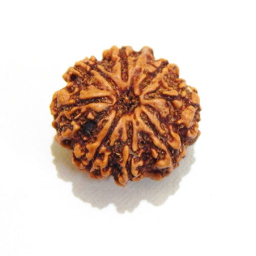 8 mukhi Nepali Rudraksha