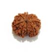 8 mukhi Nepali Rudraksha