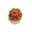 8 mukhi Nepali Rudraksha