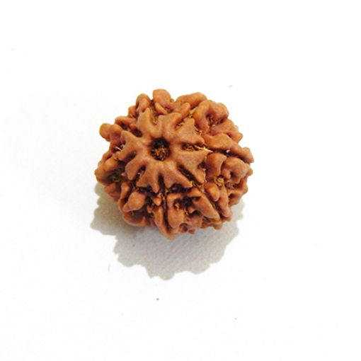 8 mukhi Nepali Rudraksha