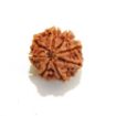 8 mukhi Nepali Rudraksha