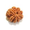 Eight Mukhi Nepali Rudraksha